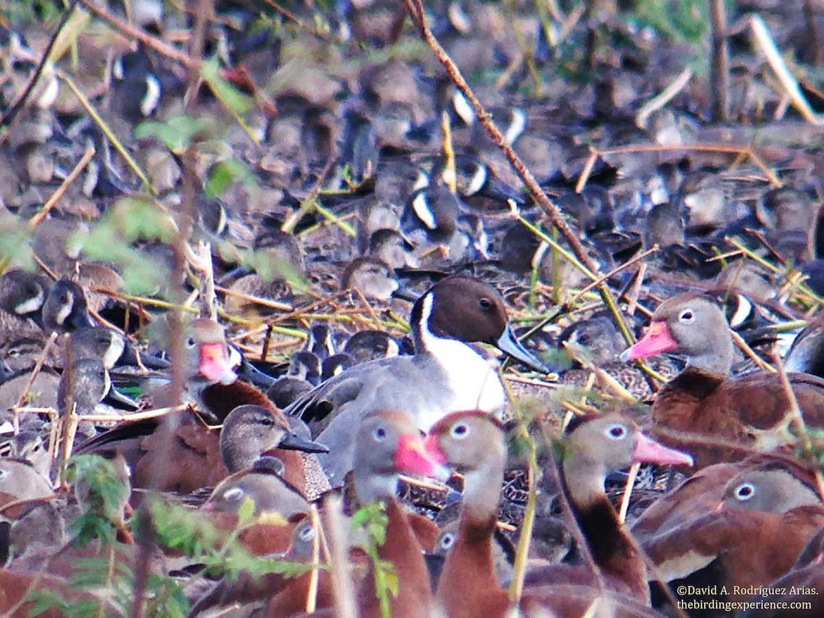 Northern Pintail - ML46179941