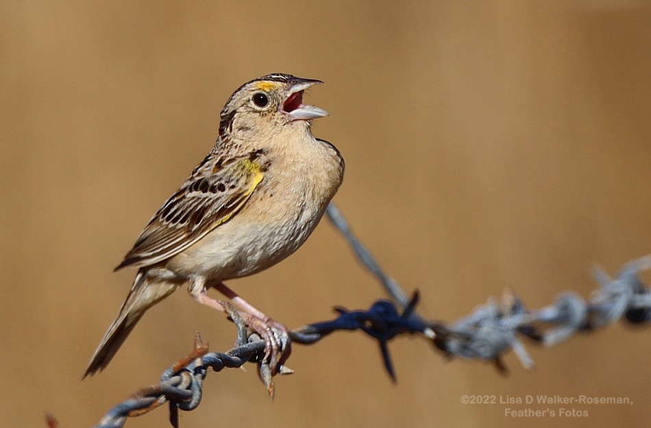Grasshopper Sparrow - ML461799911