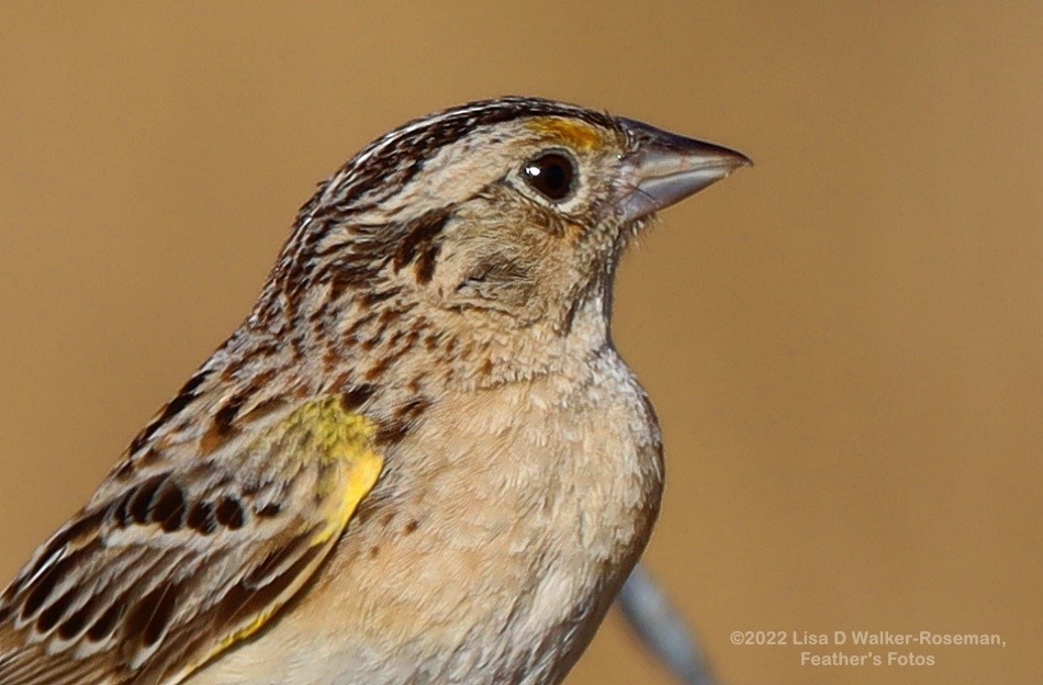 Grasshopper Sparrow - ML461799921