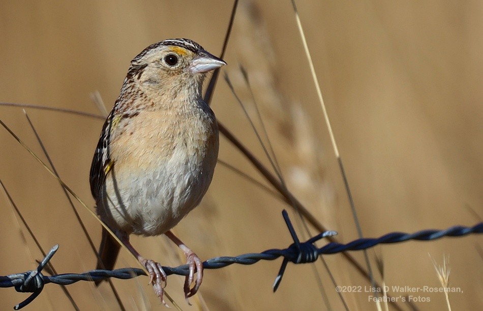 Grasshopper Sparrow - ML461799931