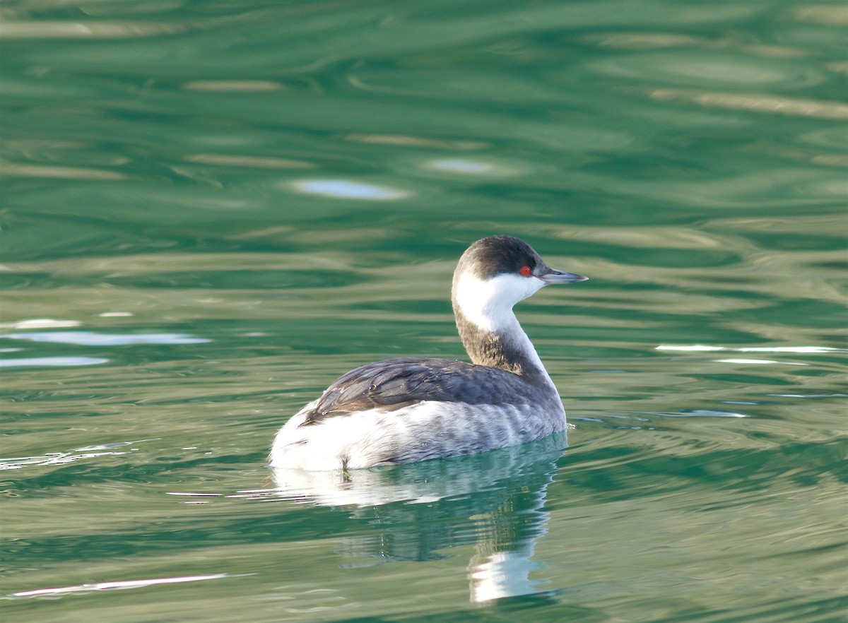 Horned Grebe - ML46180021