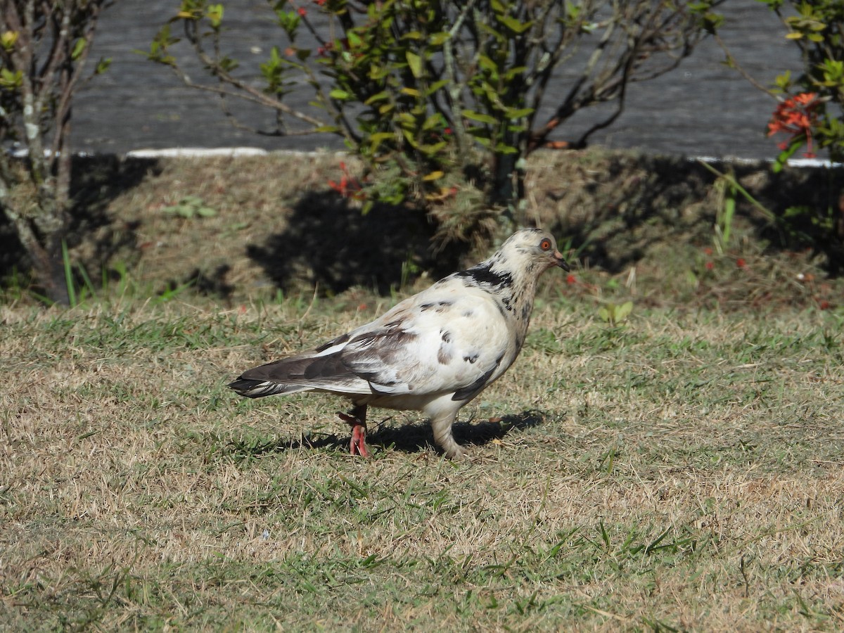 Rock Pigeon (Feral Pigeon) - ML461801261