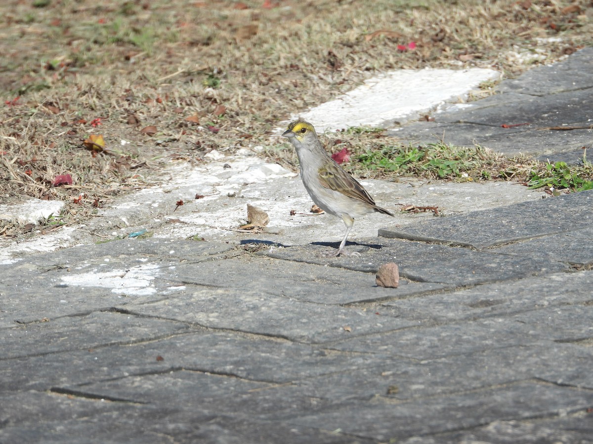 Yellow-browed Sparrow - ML461801371