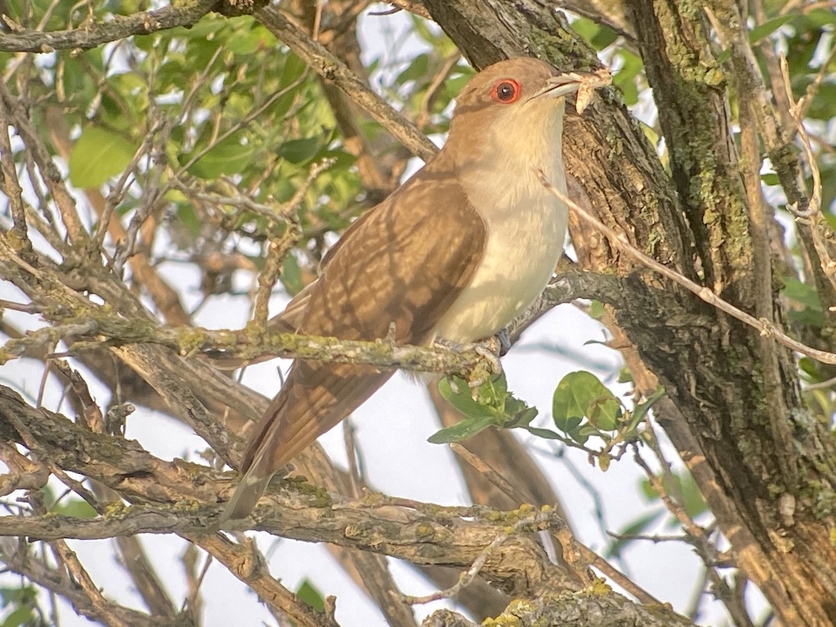 Black-billed Cuckoo - ML461801991