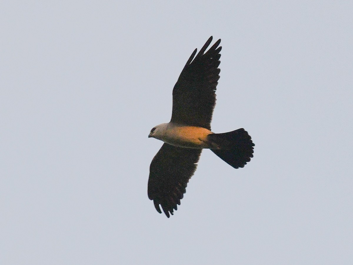 Mississippi Kite - ML461802011