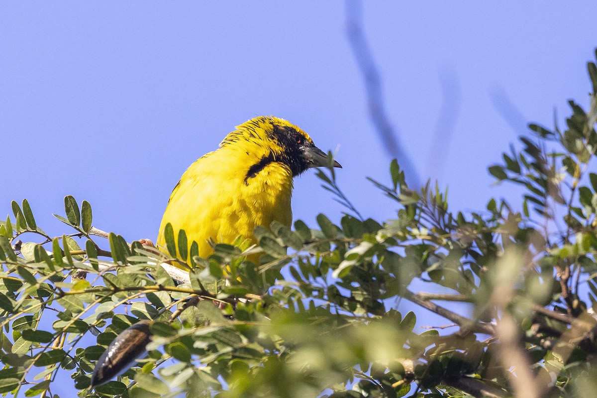 Tisserin gendarme (spilonotus) - ML461802131