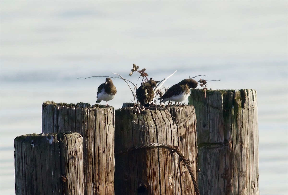 Black Turnstone - ML46180241