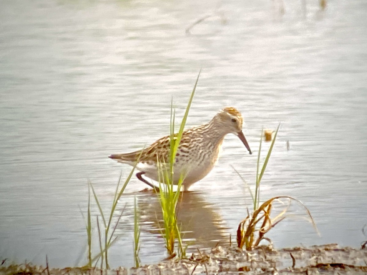 White-rumped Sandpiper - ML461803591
