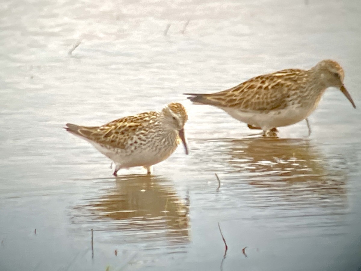 White-rumped Sandpiper - ML461803601