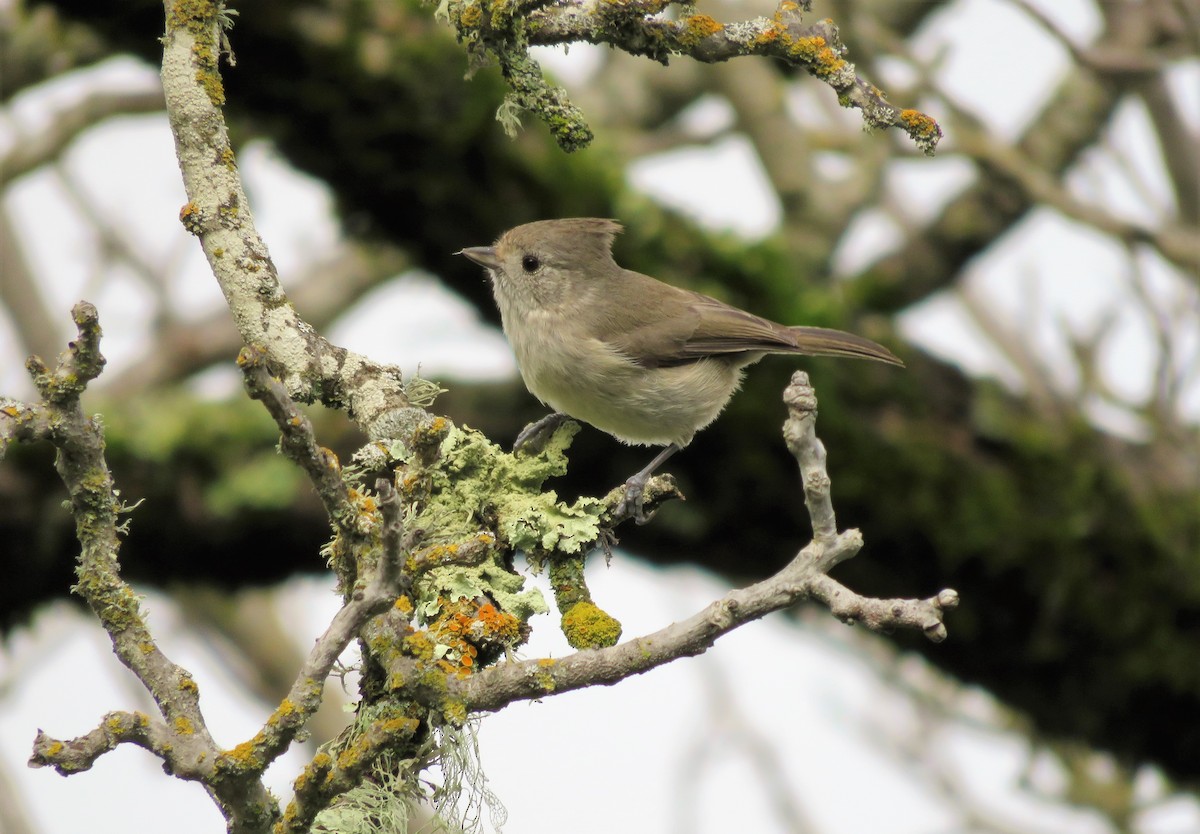 Oak Titmouse - Kent Forward