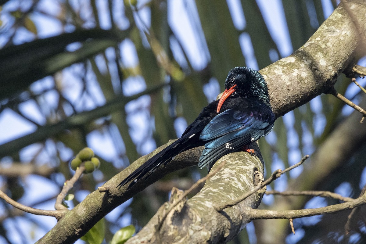 Green Woodhoopoe - ML461803611