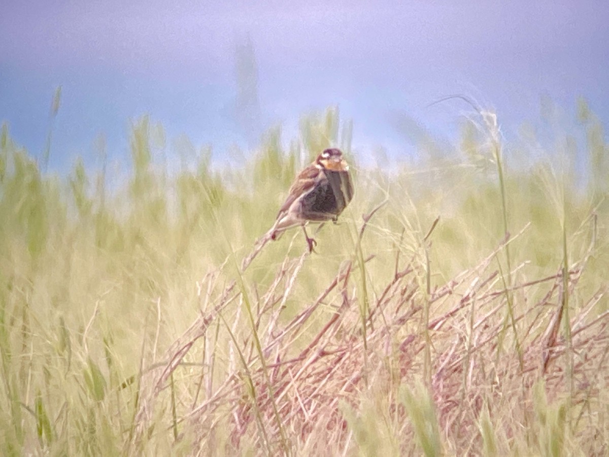 Chestnut-collared Longspur - ML461804041