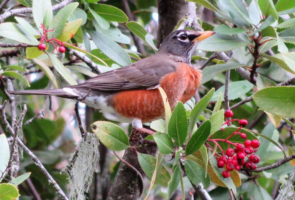 American Robin - ML46180411