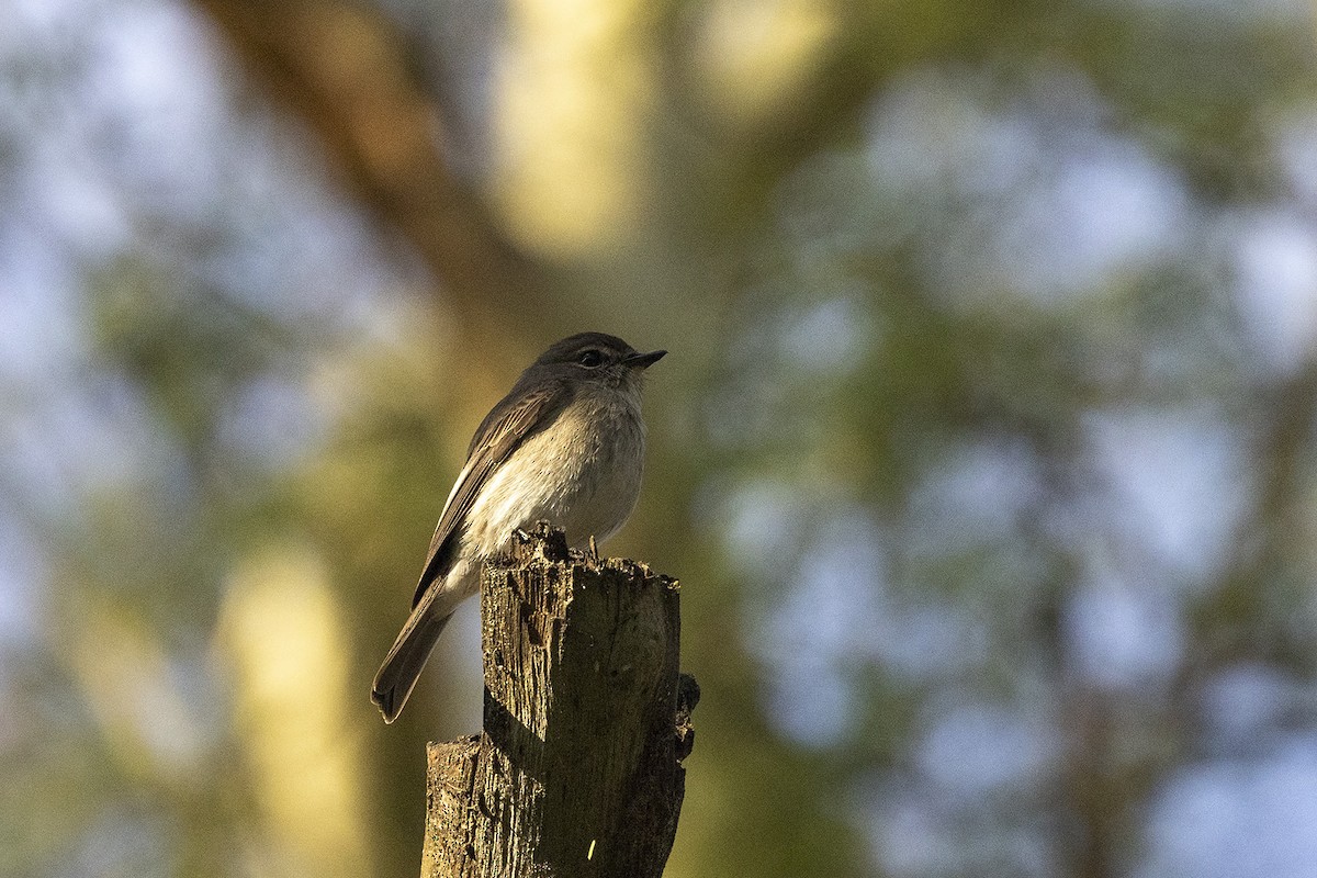 African Dusky Flycatcher - ML461804201