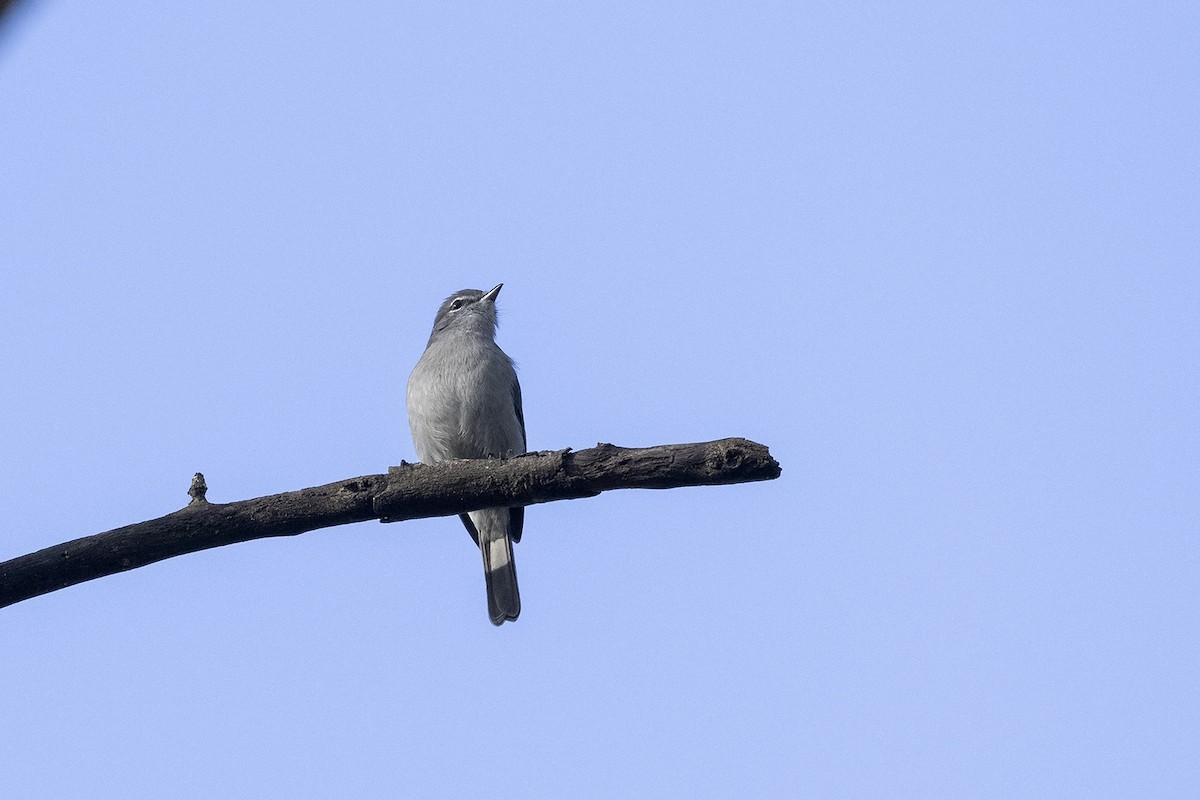 Ashy Flycatcher - Niall D Perrins