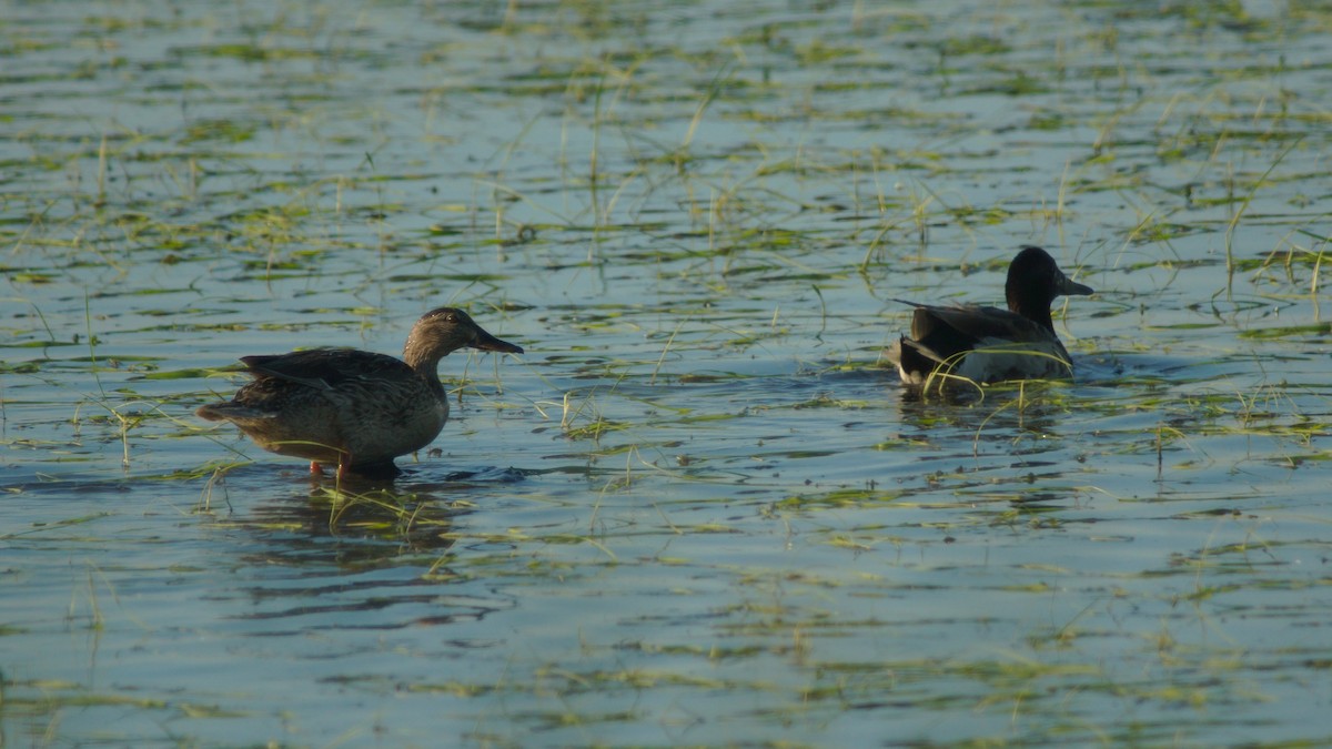 Mallard - ML461806681