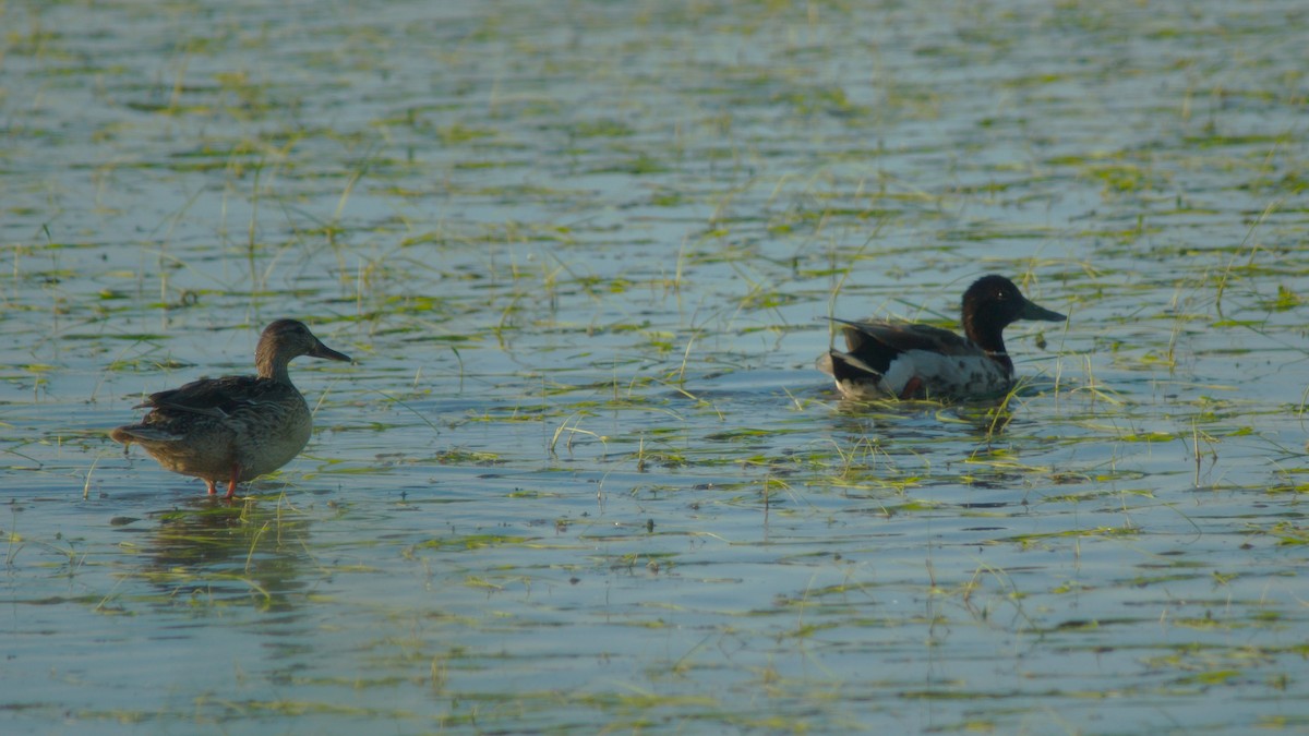 Canard colvert - ML461806691