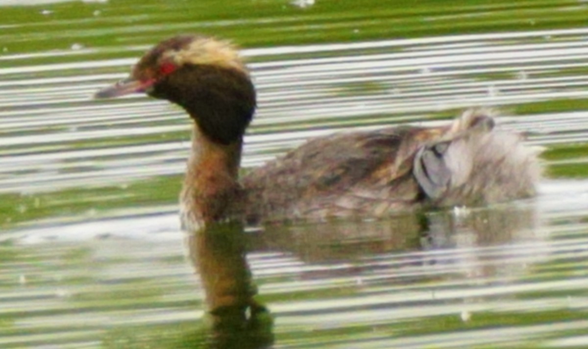 Horned Grebe - Rose Marx