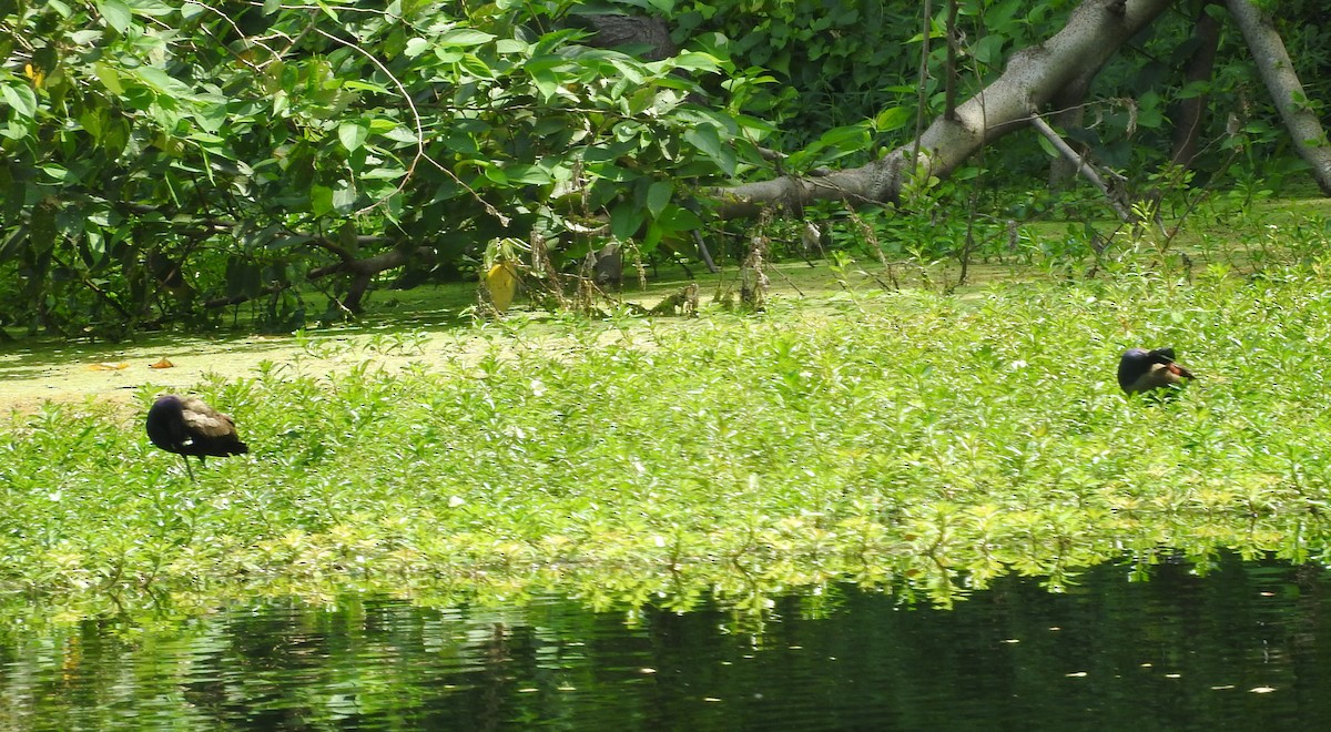 Bronze-winged Jacana - ML461812631