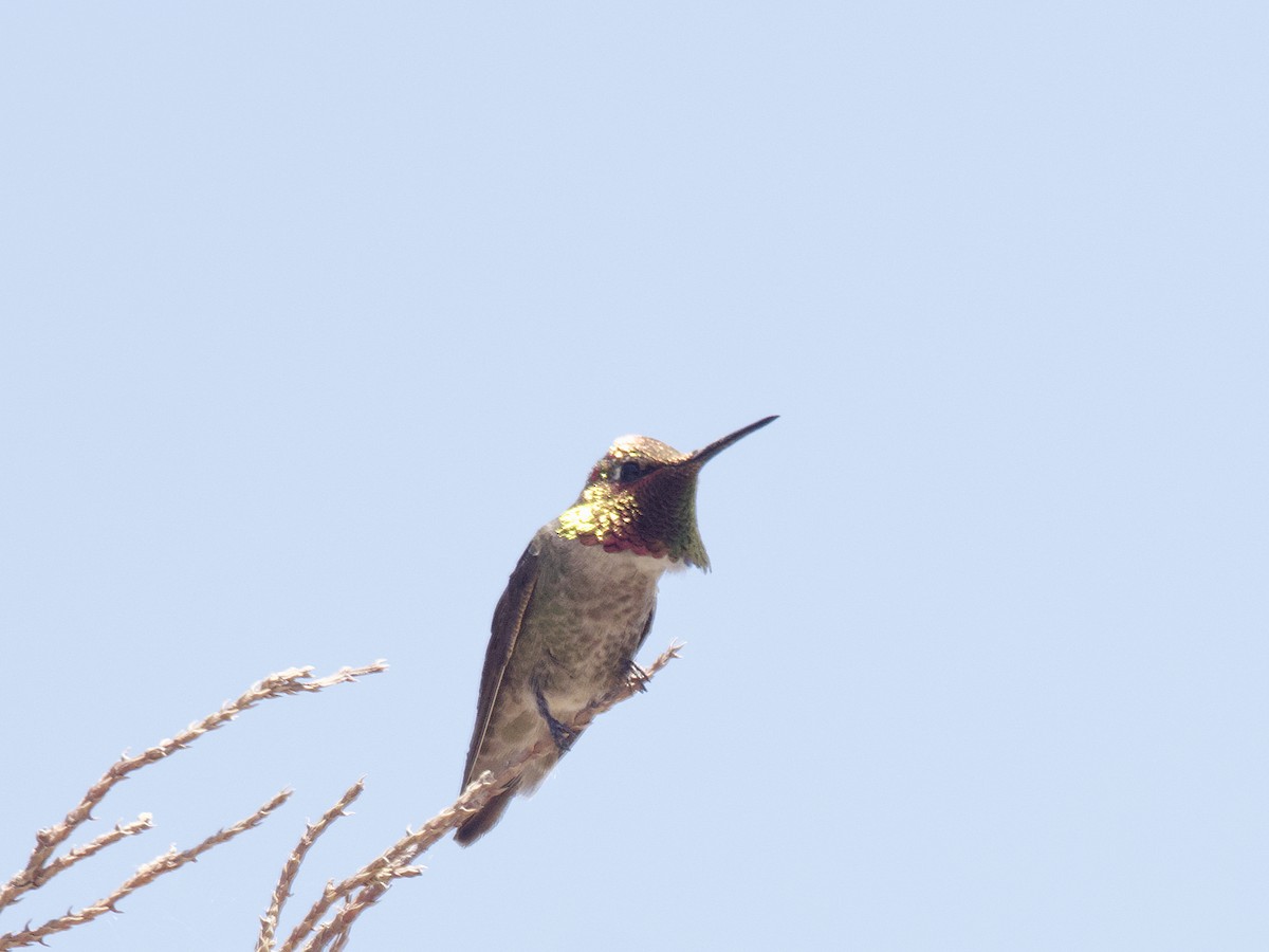 Anna's Hummingbird - ML461813351
