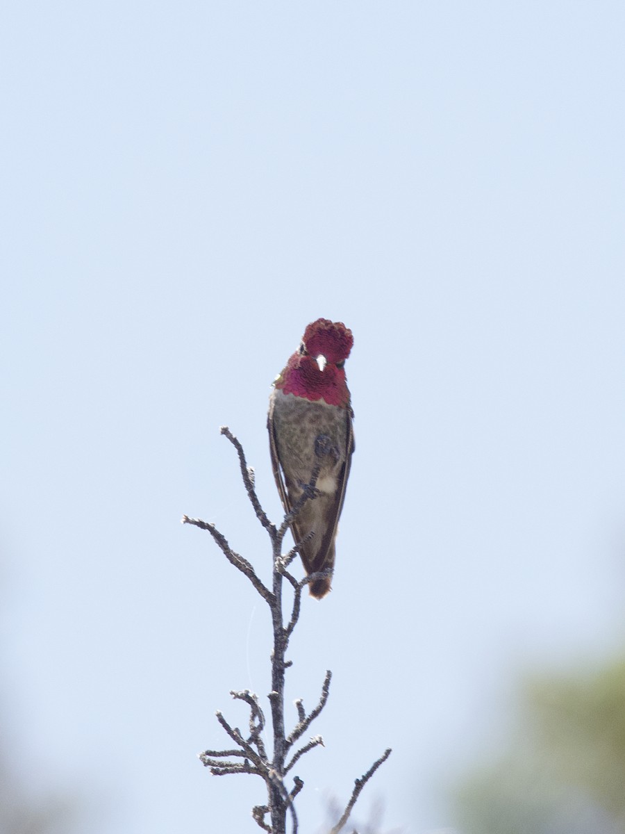 Anna's Hummingbird - ML461813441