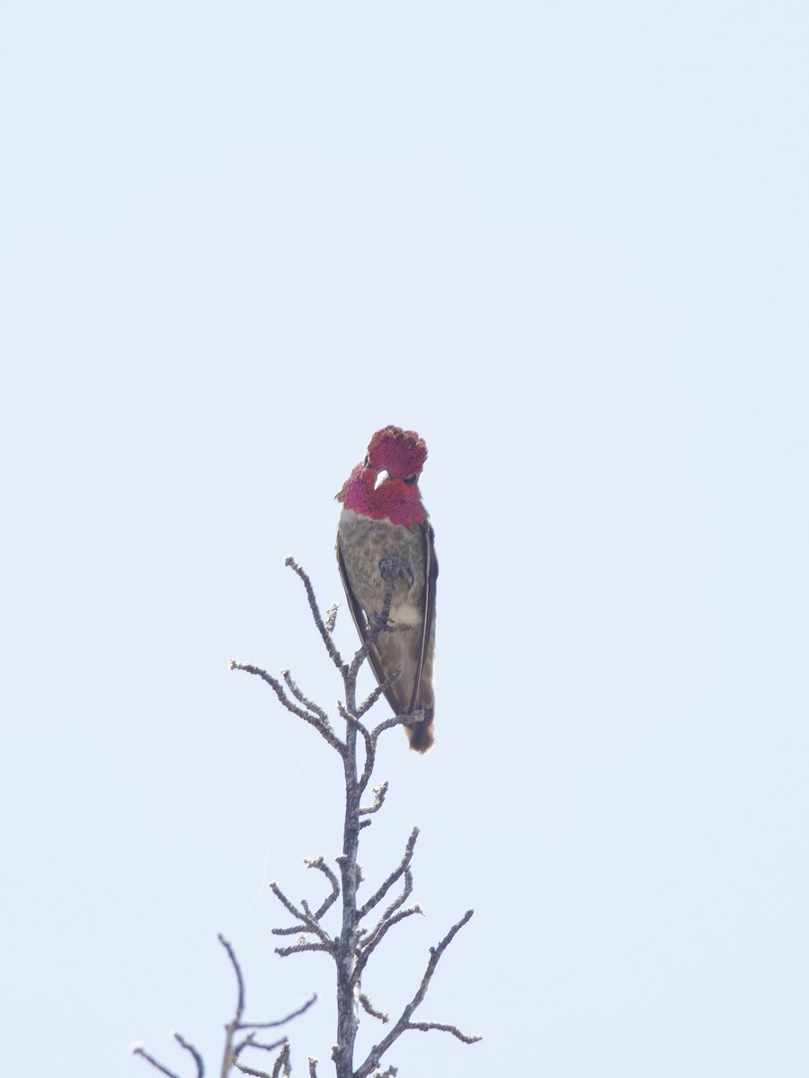 Anna's Hummingbird - ML461813481