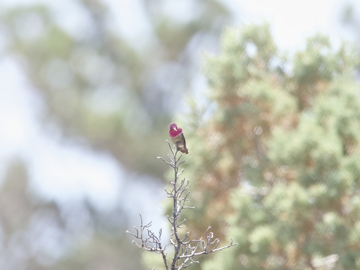 Anna's Hummingbird - ML461813521