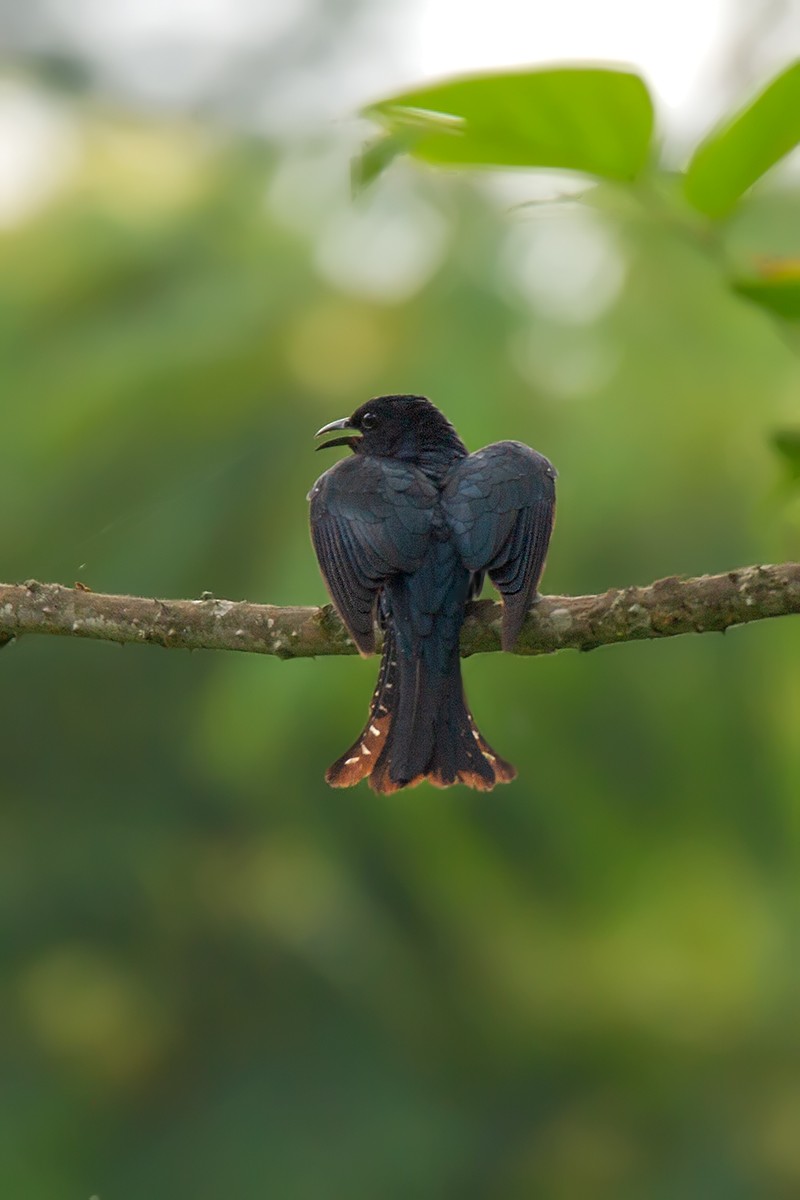Square-tailed Drongo-Cuckoo - ML461817591