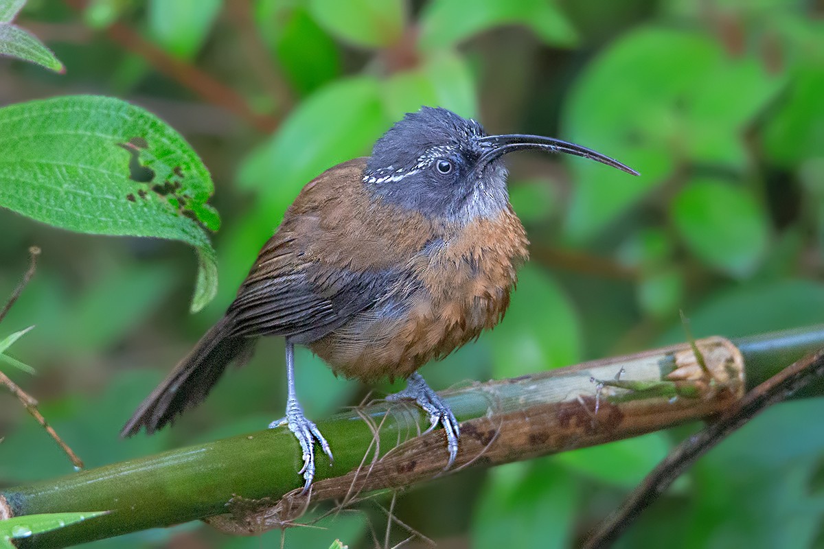 Slender-billed Scimitar-Babbler - ML461817691