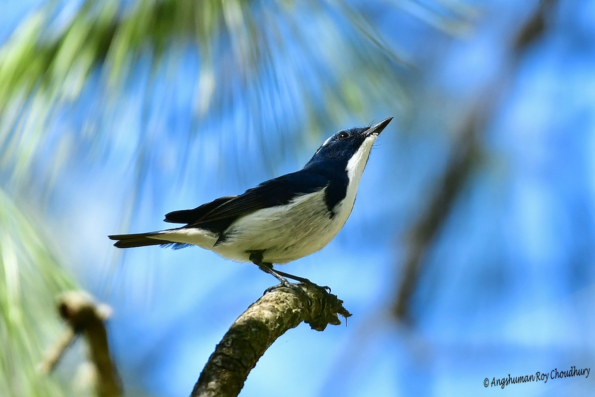 Ultramarine Flycatcher - ML461820801