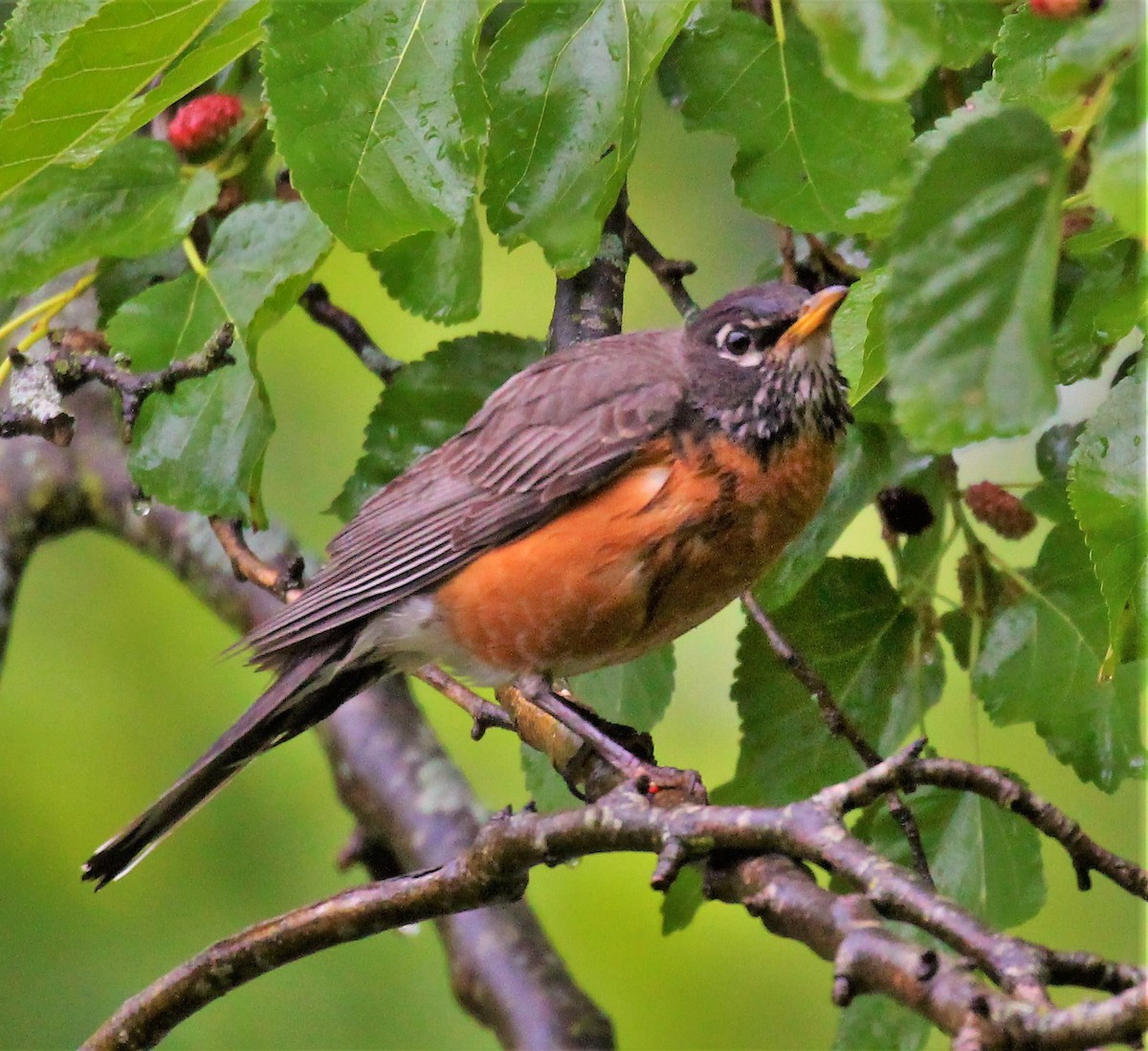 American Robin - ML461820981