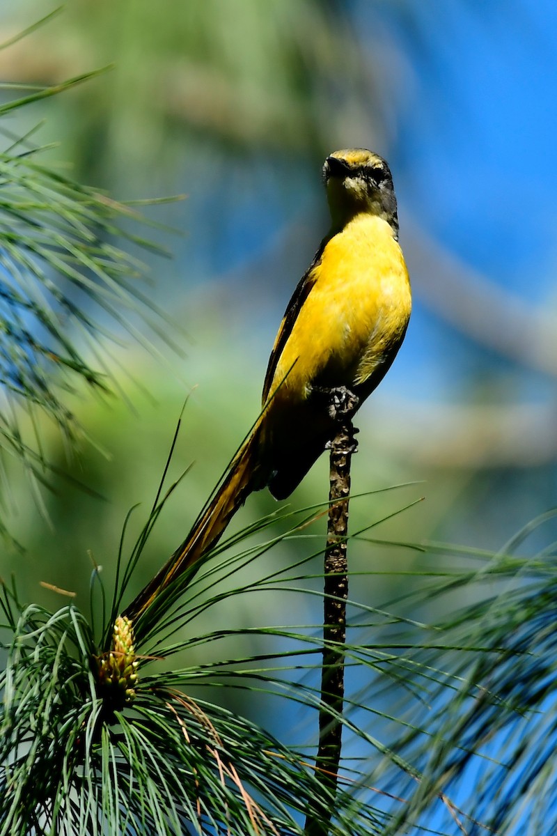 Minivet Colilargo - ML461821331