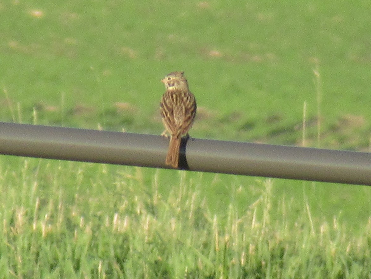 Vesper Sparrow - ML461822871