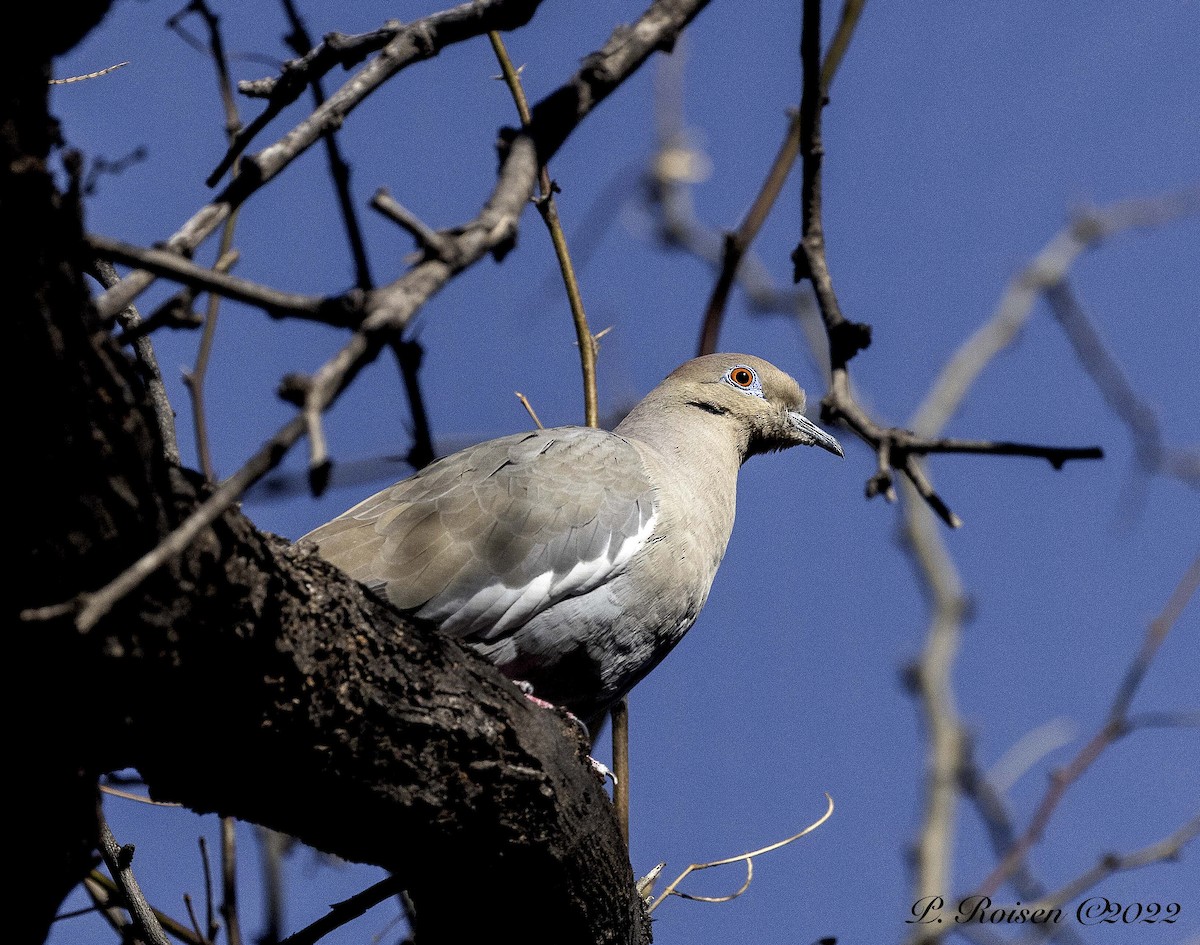 White-winged Dove - ML461823701