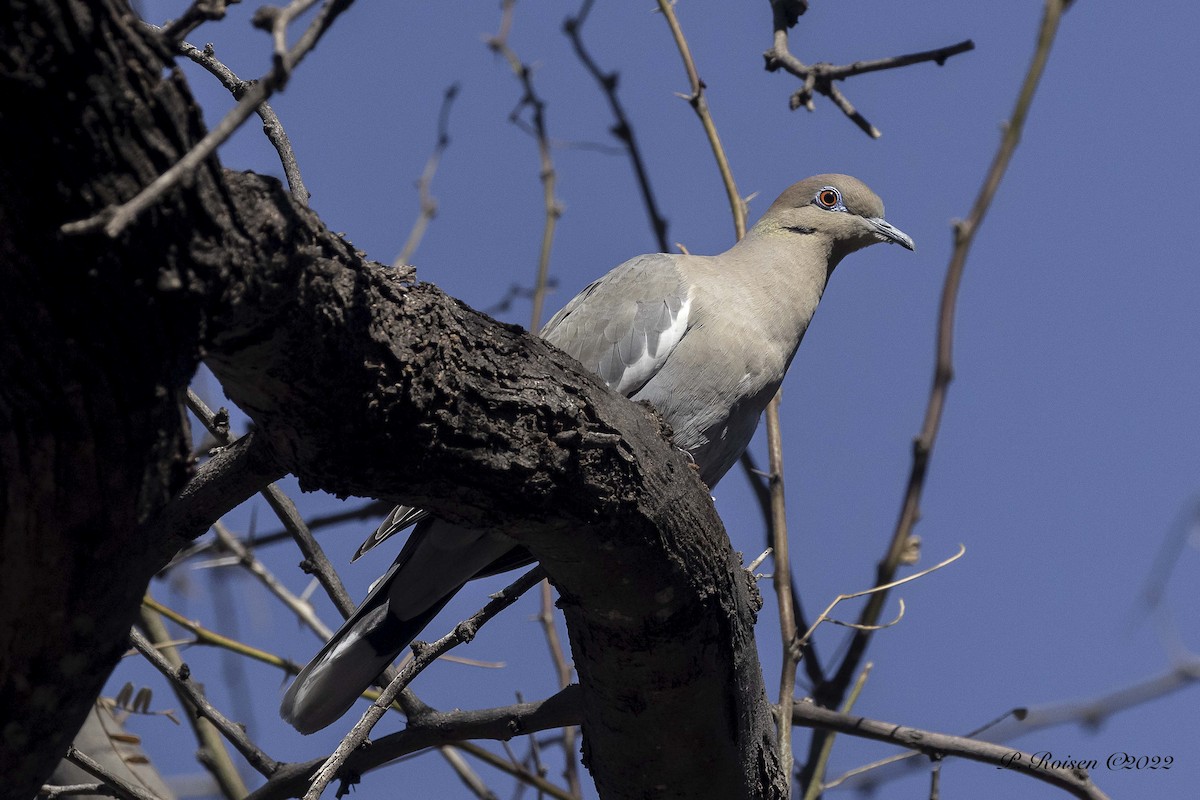 White-winged Dove - ML461823711