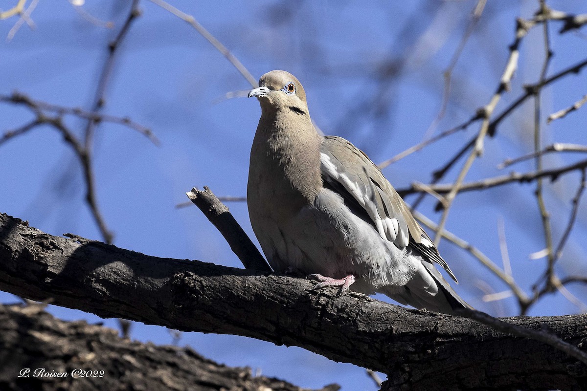 White-winged Dove - ML461823721