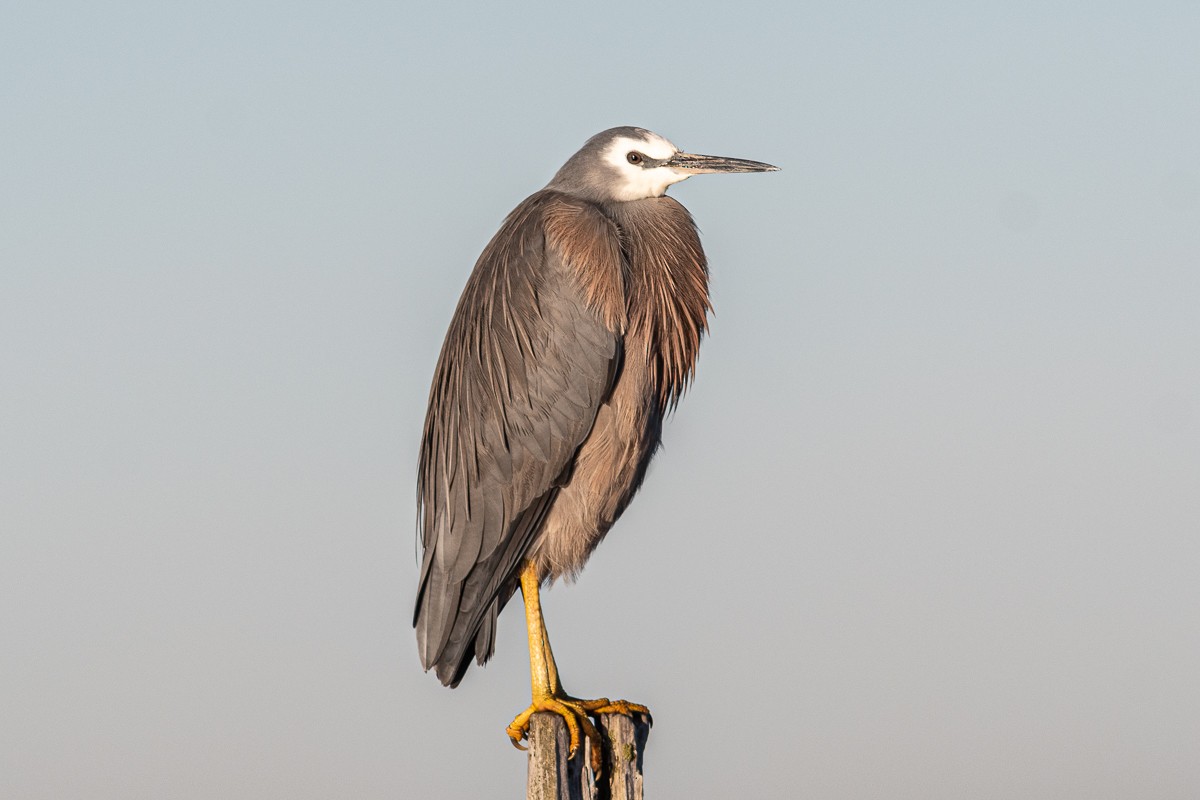 White-faced Heron - ML461825681