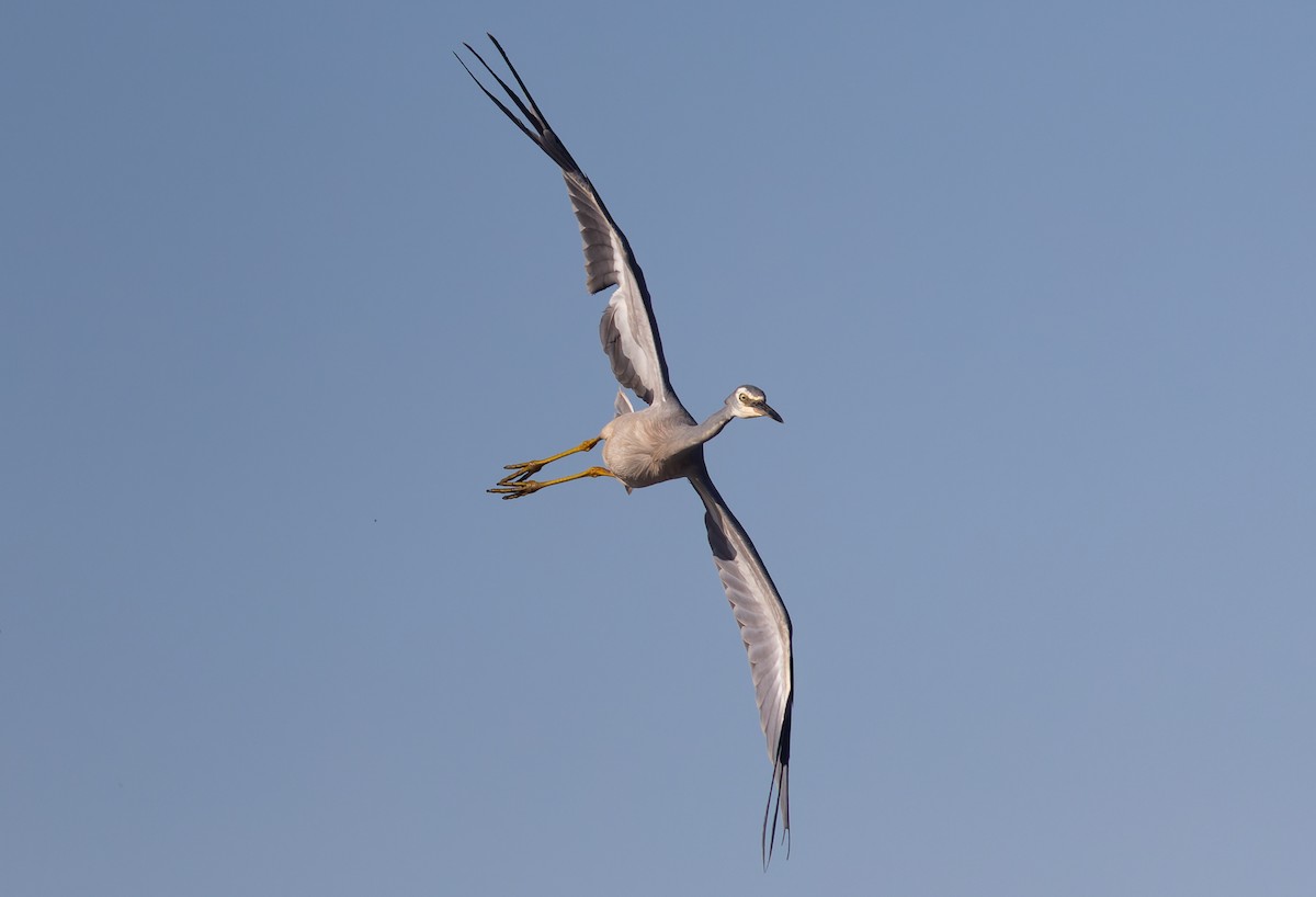 White-faced Heron - ML461825971