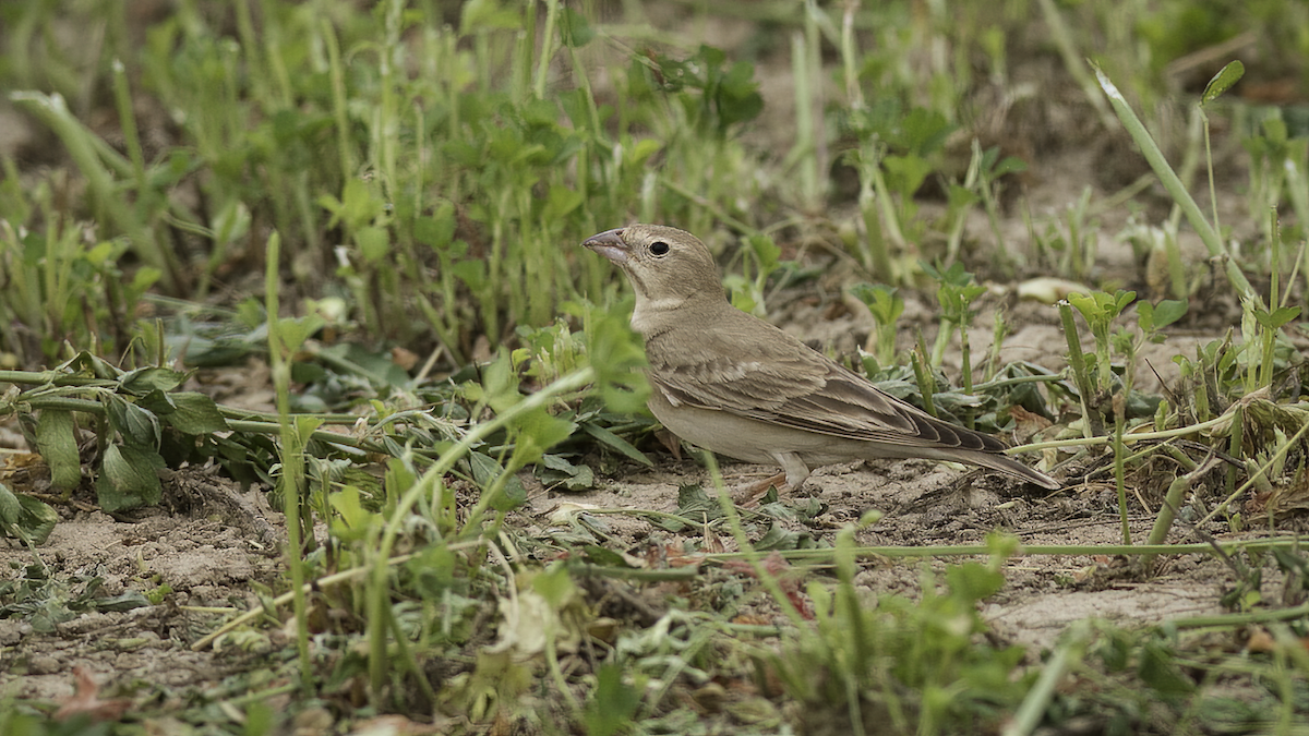 Pale Rockfinch - ML461828301