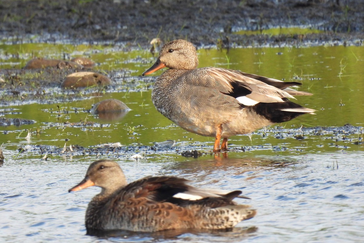 Gadwall - ML461829311