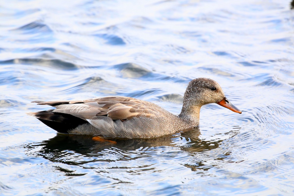 Gadwall - ML461829321