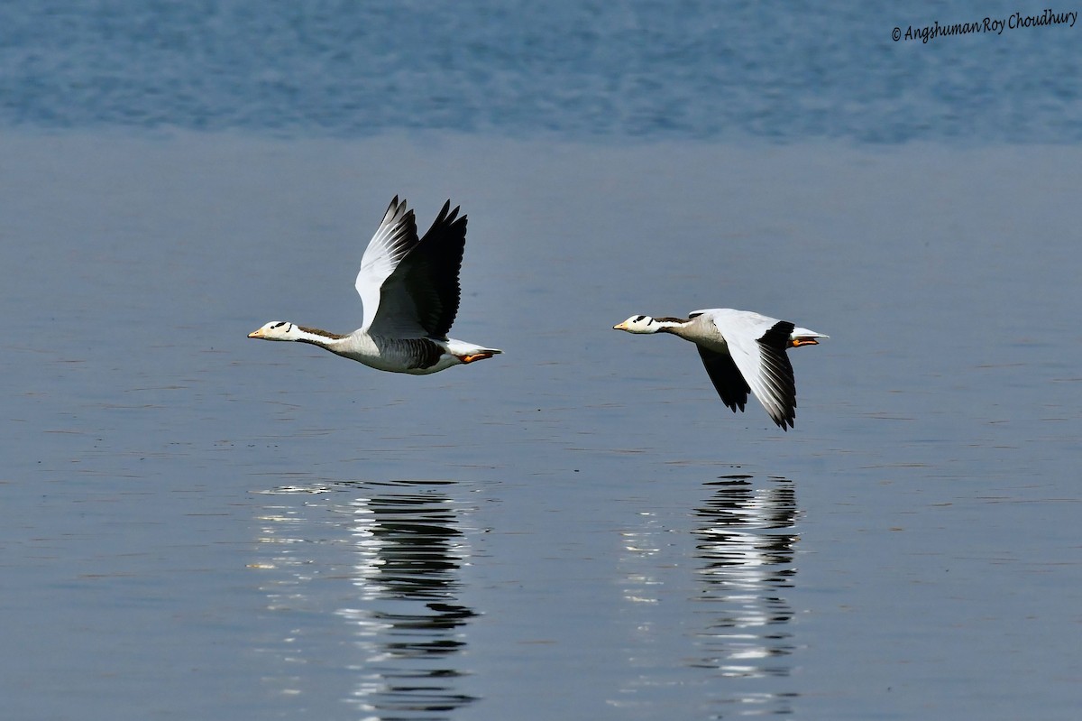 Bar-headed Goose - ML461829331