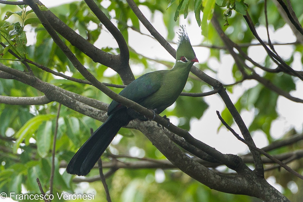 Turaco de Livingstone - ML461830281