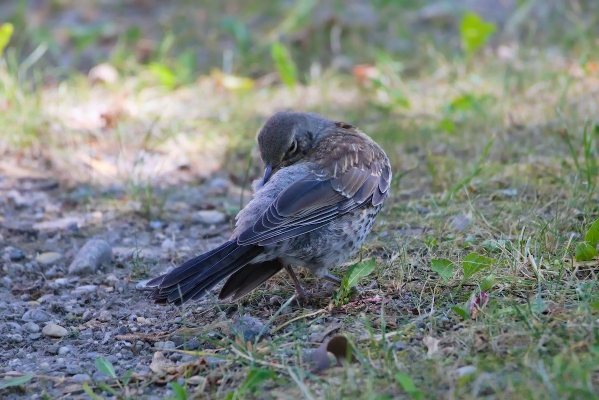 Fieldfare - ML461836911