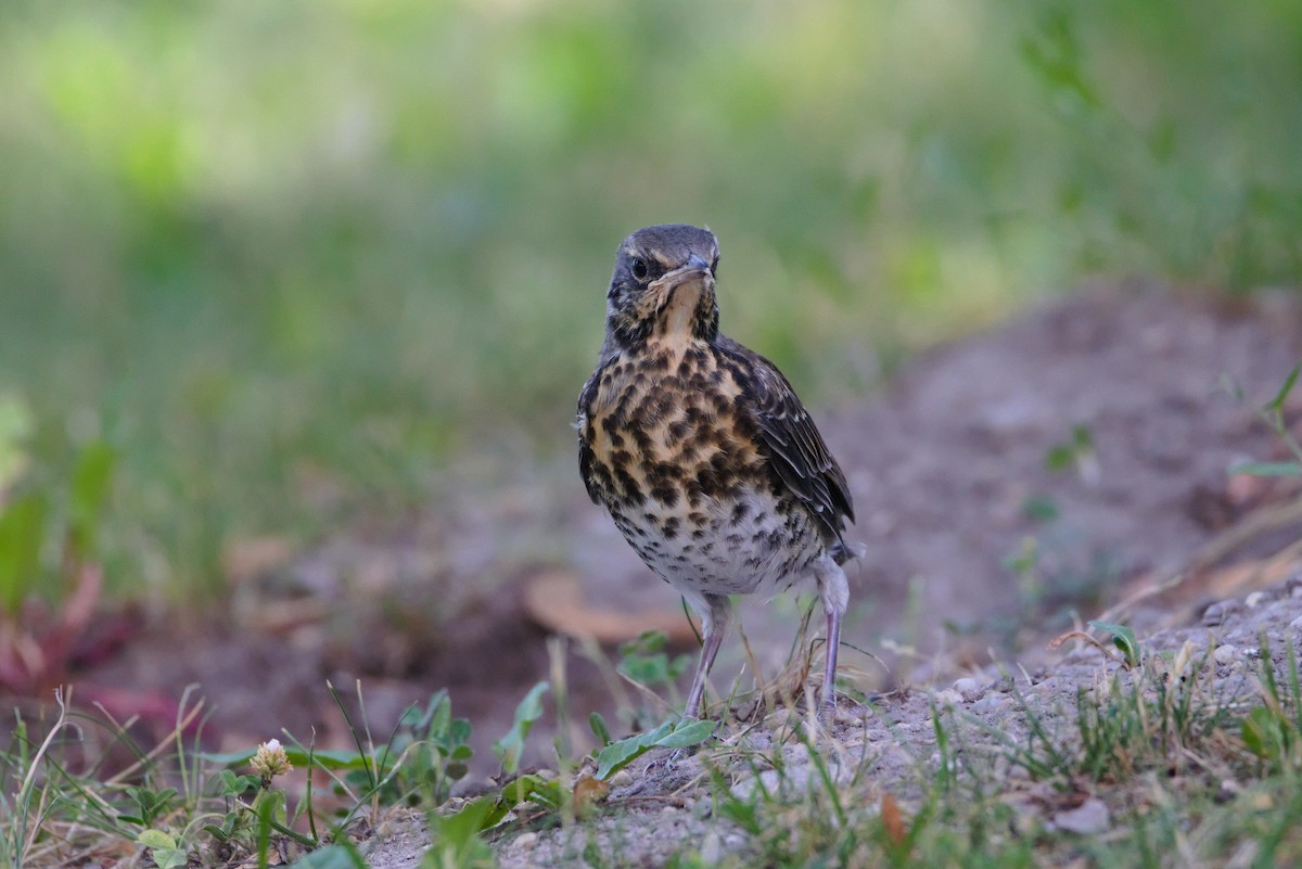 Fieldfare - ML461836931