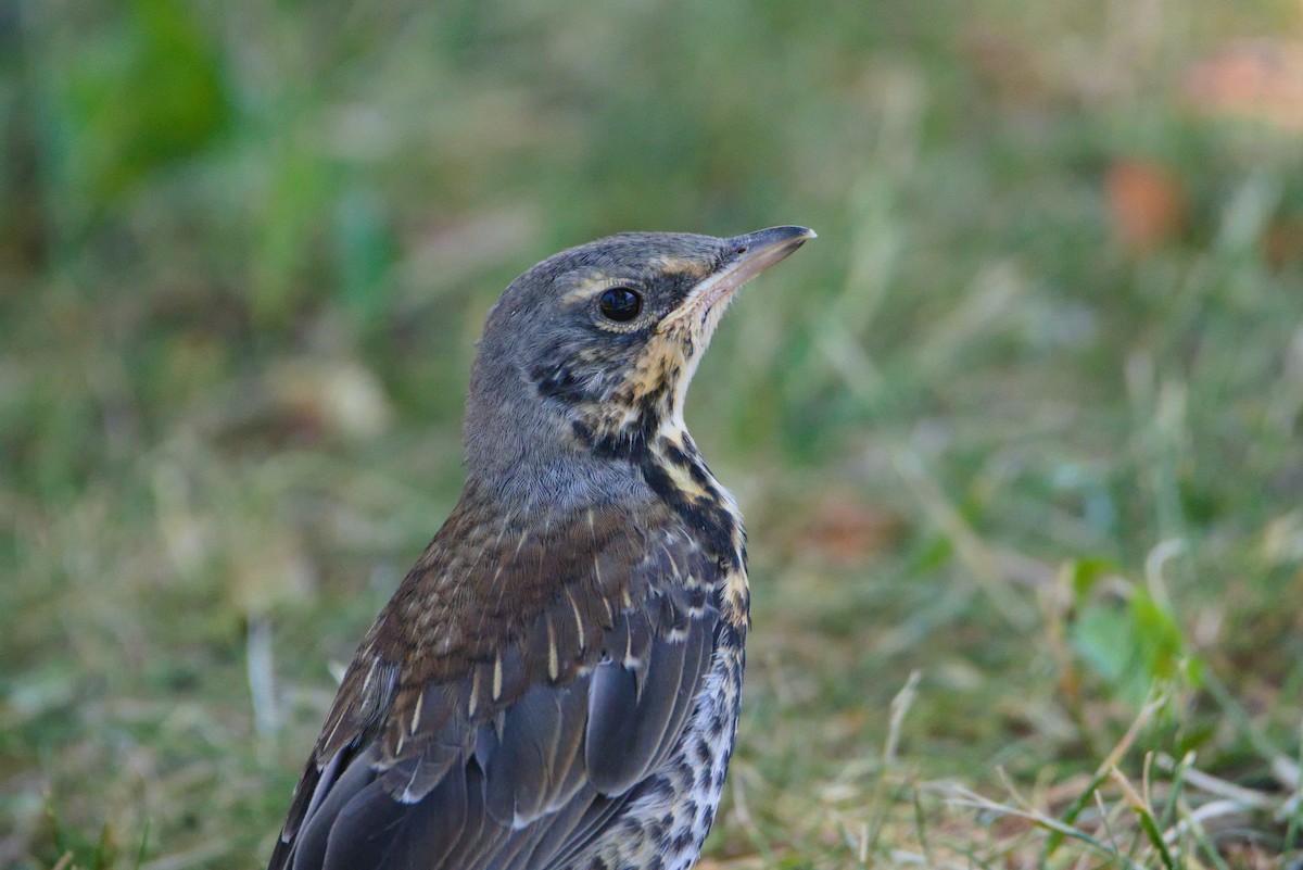 Fieldfare - ML461836941