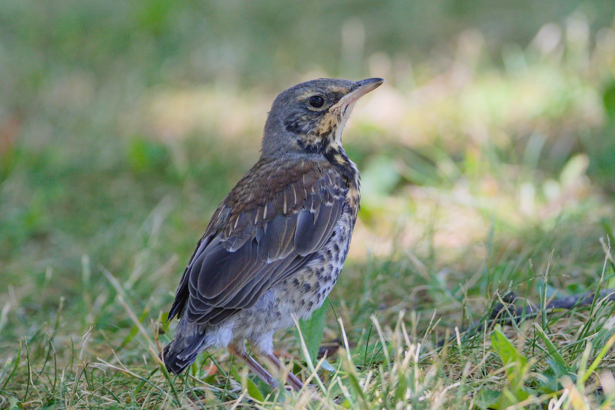 Fieldfare - ML461836961