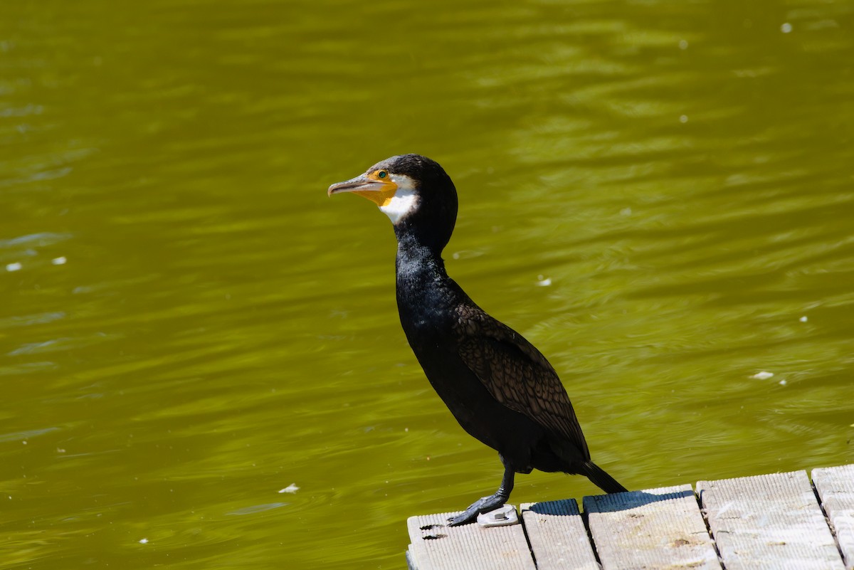 Great Cormorant - ML461837631