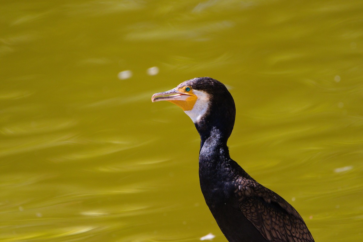 Great Cormorant - ML461837681