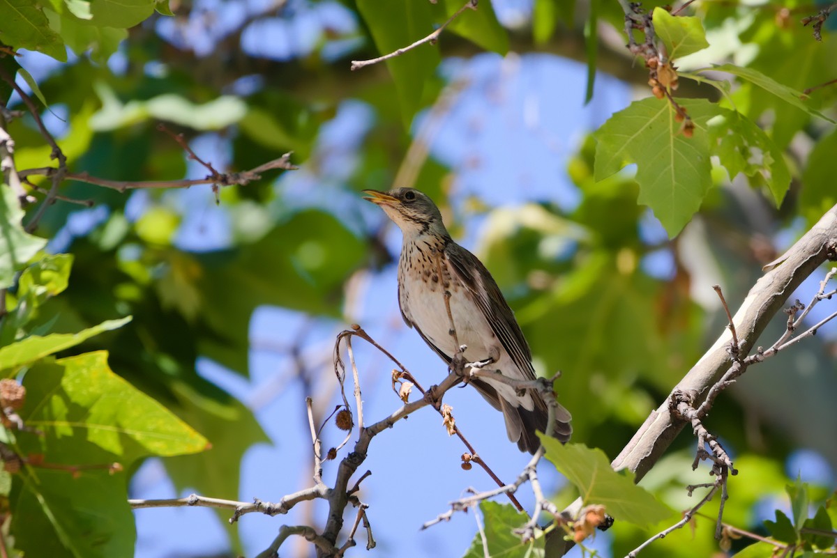 Fieldfare - ML461837691